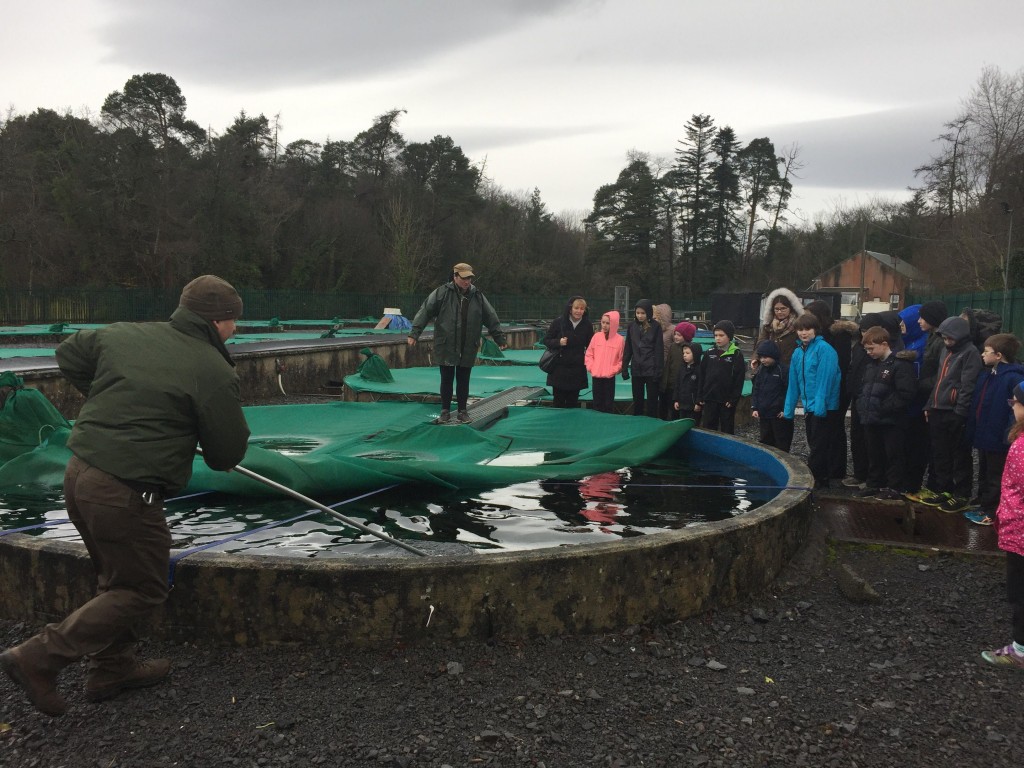 Cong Salmon Hatchery Glencorrib National School